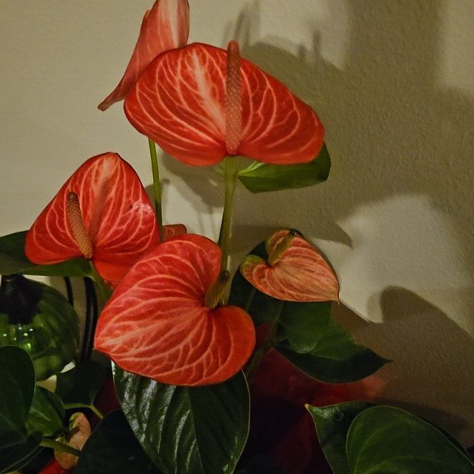 Photo of the plant species Anthurium by @4Dloveofplants named Rumi on Greg, the plant care app