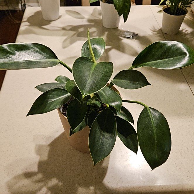 Photo of the plant species Congo Apple Philodendron by @4Dloveofplants named Sammi on Greg, the plant care app