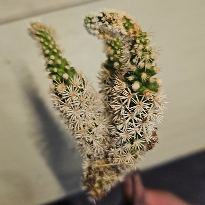 Photo of the plant species Arizona Snowcap Cactus by @RadAjídulce75 named Uncle Tom on Greg, the plant care app