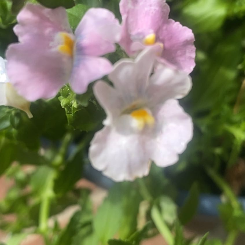 Photo of the plant species Nemesia Fruiticans by @IconBonsi14 named Surya on Greg, the plant care app