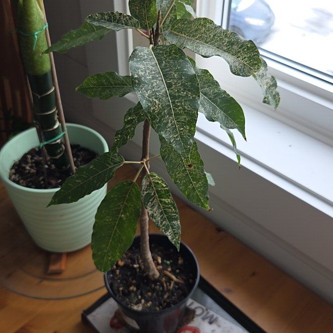 Photo of the plant species Clown Fig by @BigwigMullein named ChloroPhil on Greg, the plant care app