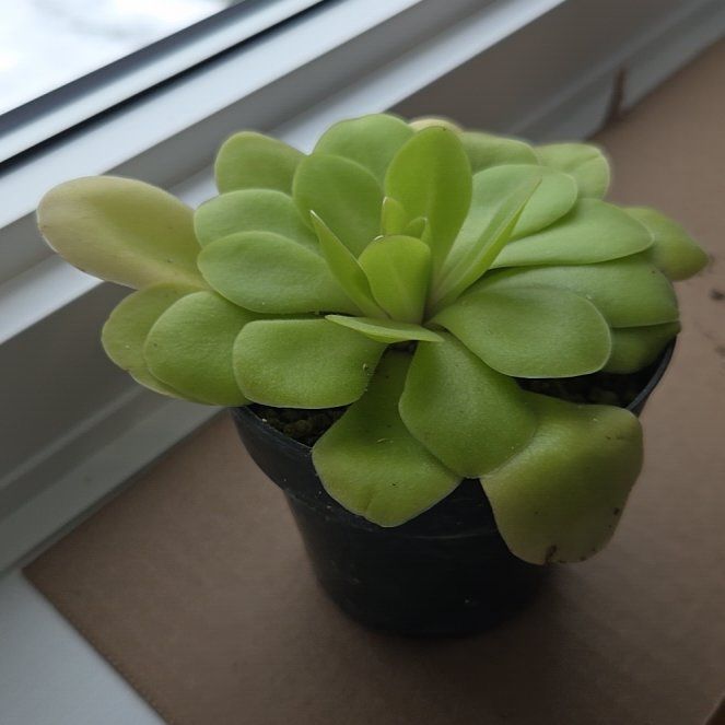 Photo of the plant species Mexican Butterwort by @BigwigMullein named Zeus on Greg, the plant care app