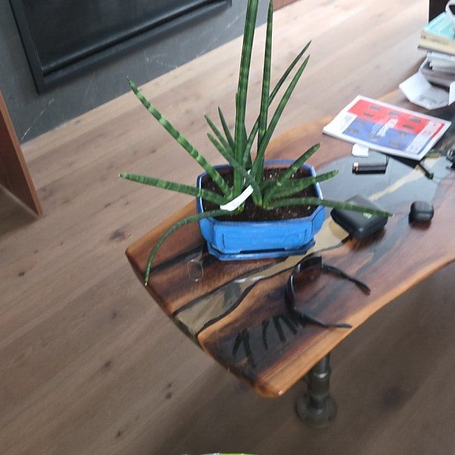 Photo of the plant species cylindrical snake plant by @BigwigMullein named Willow on Greg, the plant care app