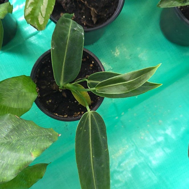 Photo of the plant species Anthurium warocqueanum by @BigwigMullein named Hamilton on Greg, the plant care app