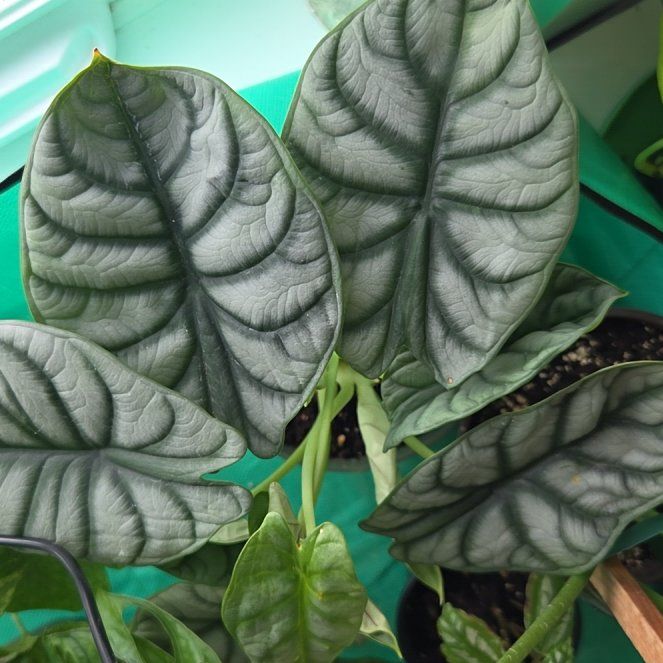 Photo of the plant species Alocasia Baginda Silver Dragon by @BigwigMullein named Sonora on Greg, the plant care app