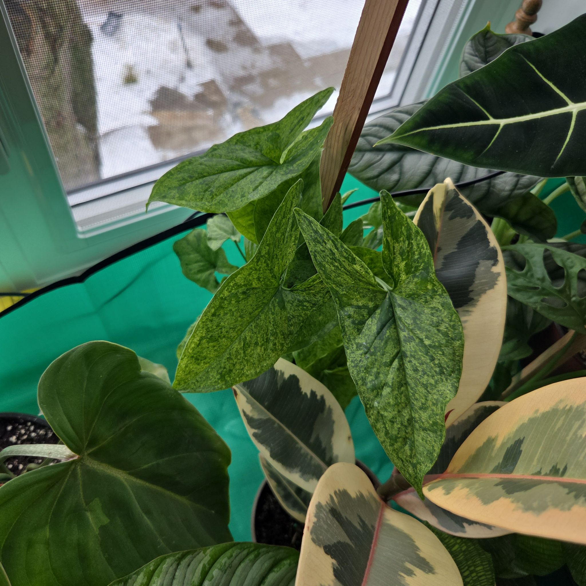 Photo of the plant species Arrowhead by @BigwigMullein named Darwin on Greg, the plant care app