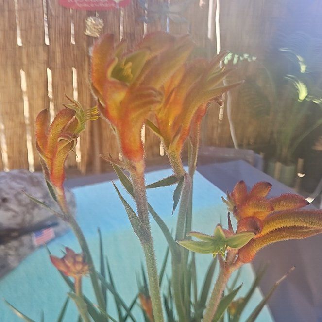 Photo of the plant species Kangaroo Paw by @Ridezlow named Oscar on Greg, the plant care app