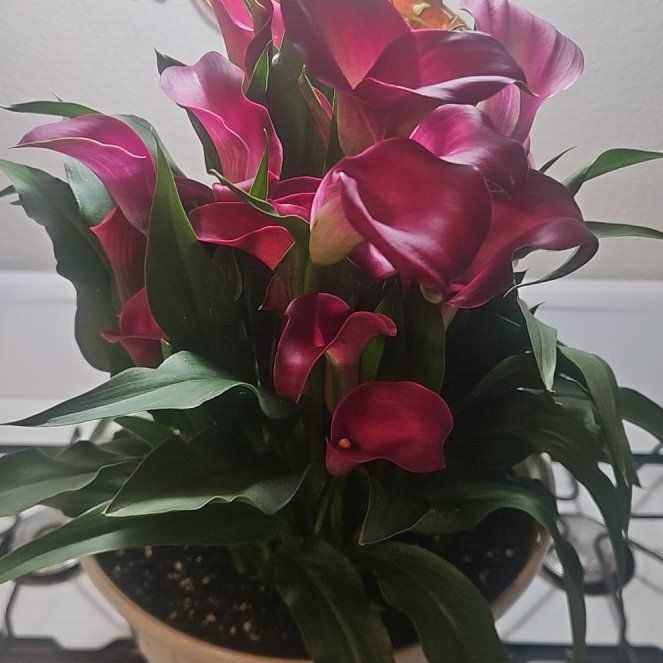 Photo of the plant species Pink Calla Lily by @Ridezlow named Scarlett on Greg, the plant care app