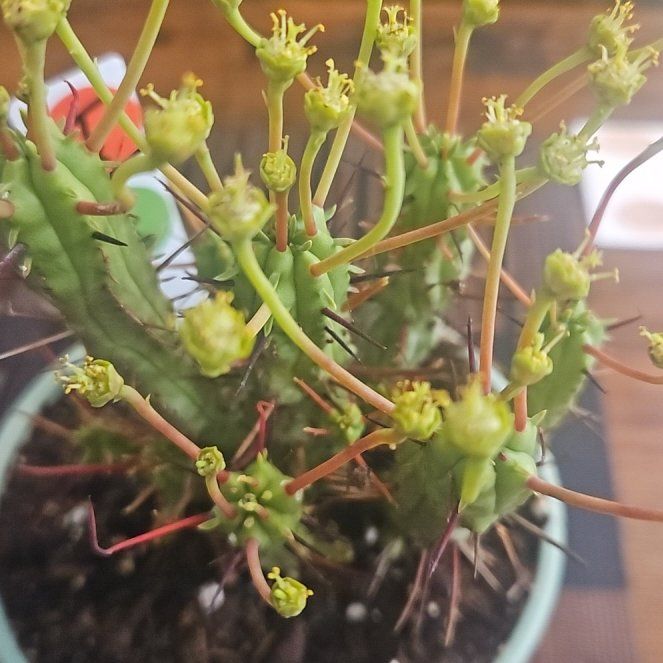 Photo of the plant species Medusa's Head by @Ridezlow named Harmony on Greg, the plant care app