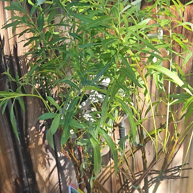 Photo of the plant species braided willow by @Ridezlow named Walt on Greg, the plant care app