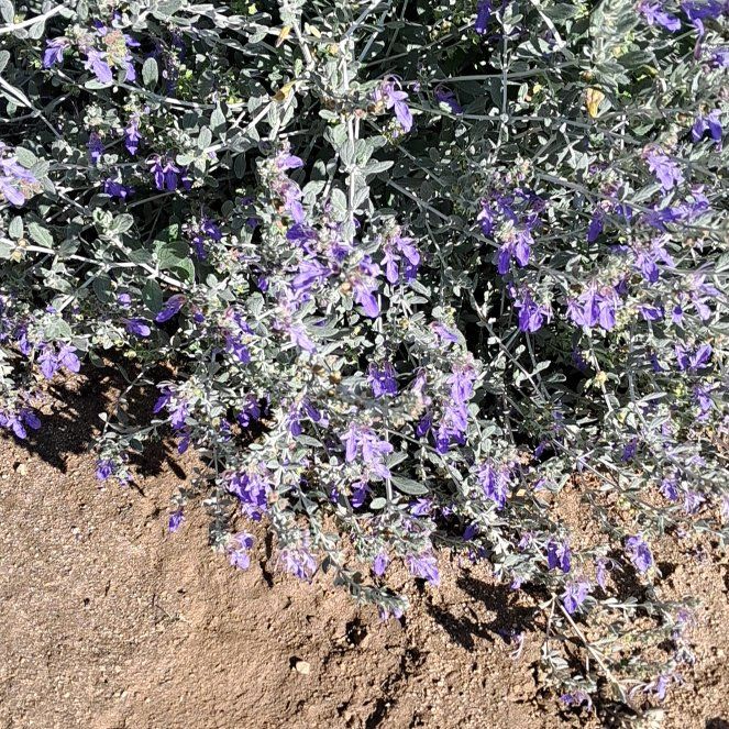 Photo of the plant species Purple Sage by @UniquePetunia85 named Muhammad Ali on Greg, the plant care app