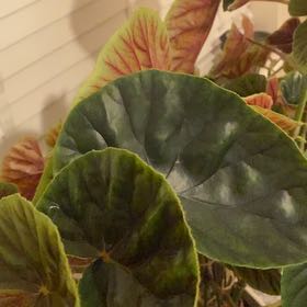 Photo of the plant species Beefsteak Begonia by @AcePersia51 named Bieber on Greg, the plant care app