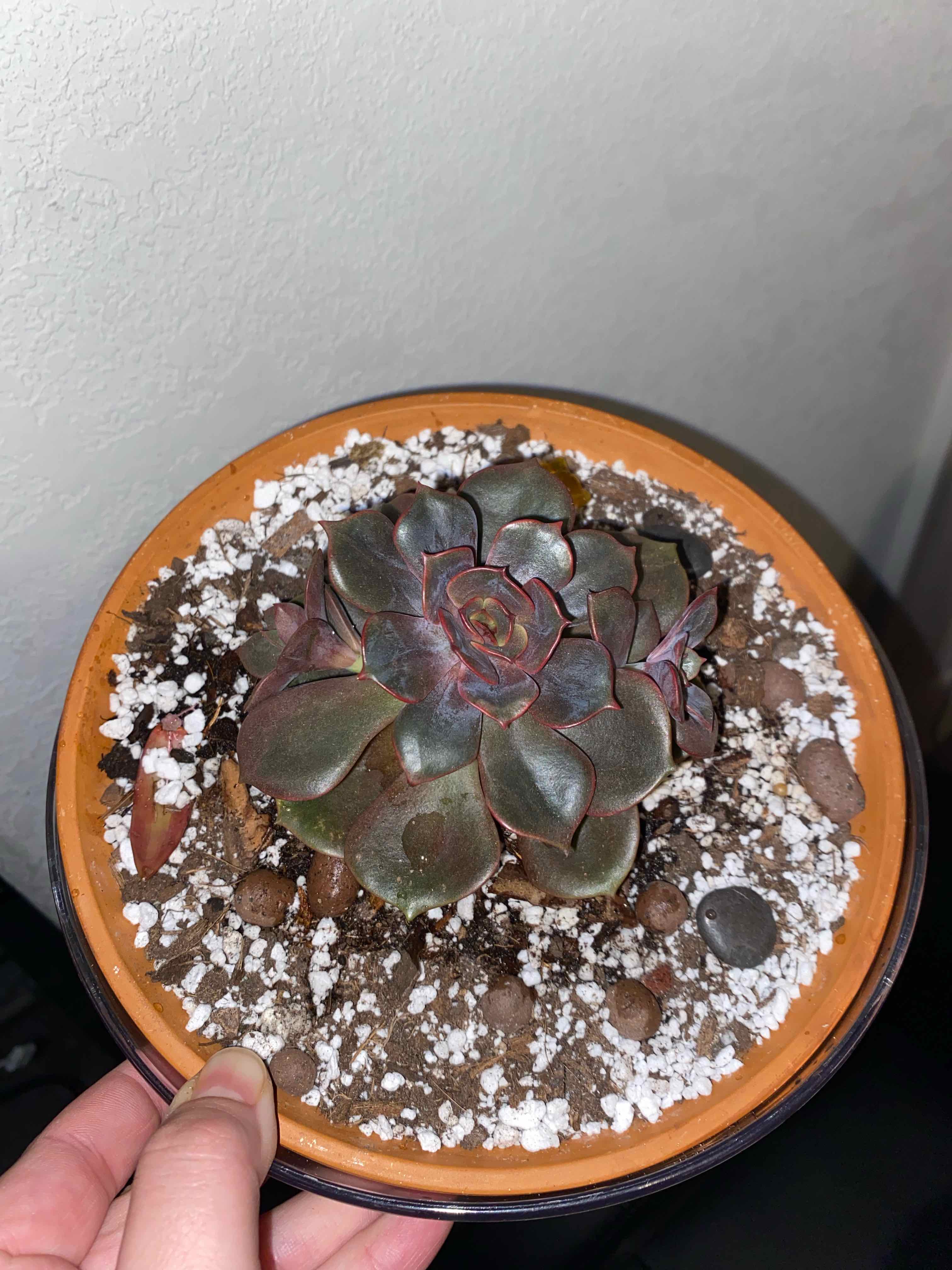 Photo of the plant species Echeveria 'Mont Blanc' by @SturdyGardenia named HD on Greg, the plant care app