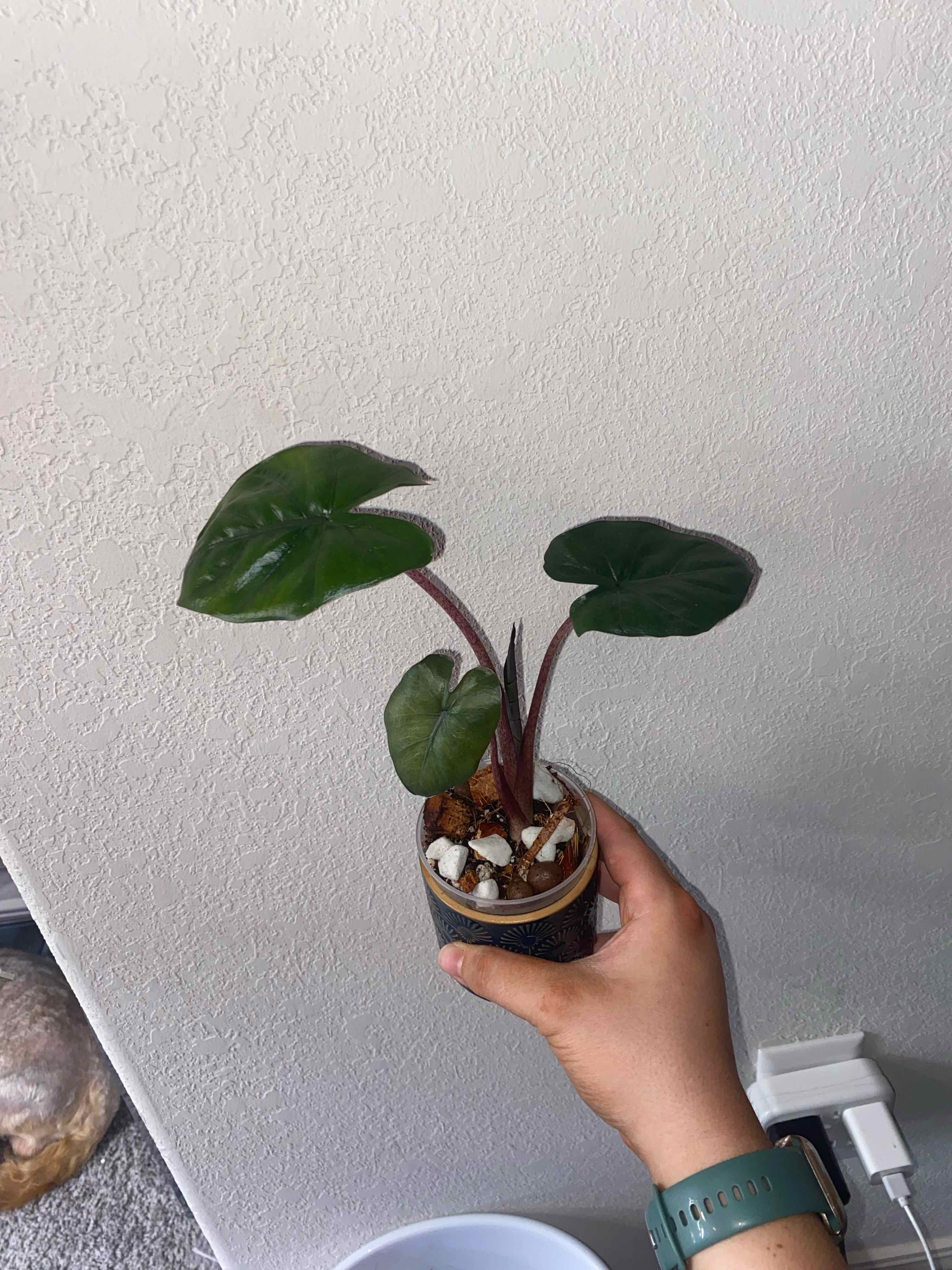 Photo of the plant species Alocasia Yucatan Princess by @SturdyGardenia named Yuca on Greg, the plant care app
