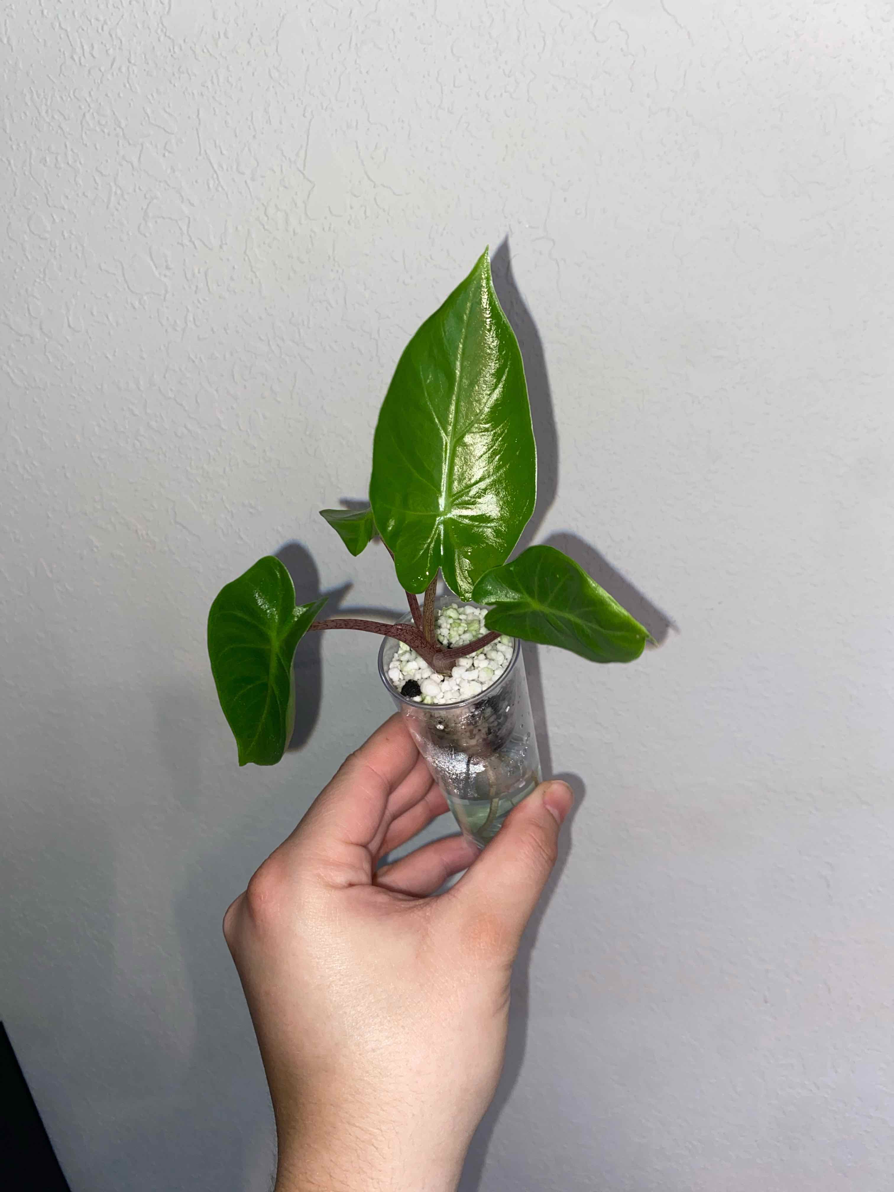 Photo of the plant species Red Imperial by @SturdyGardenia named Roja on Greg, the plant care app