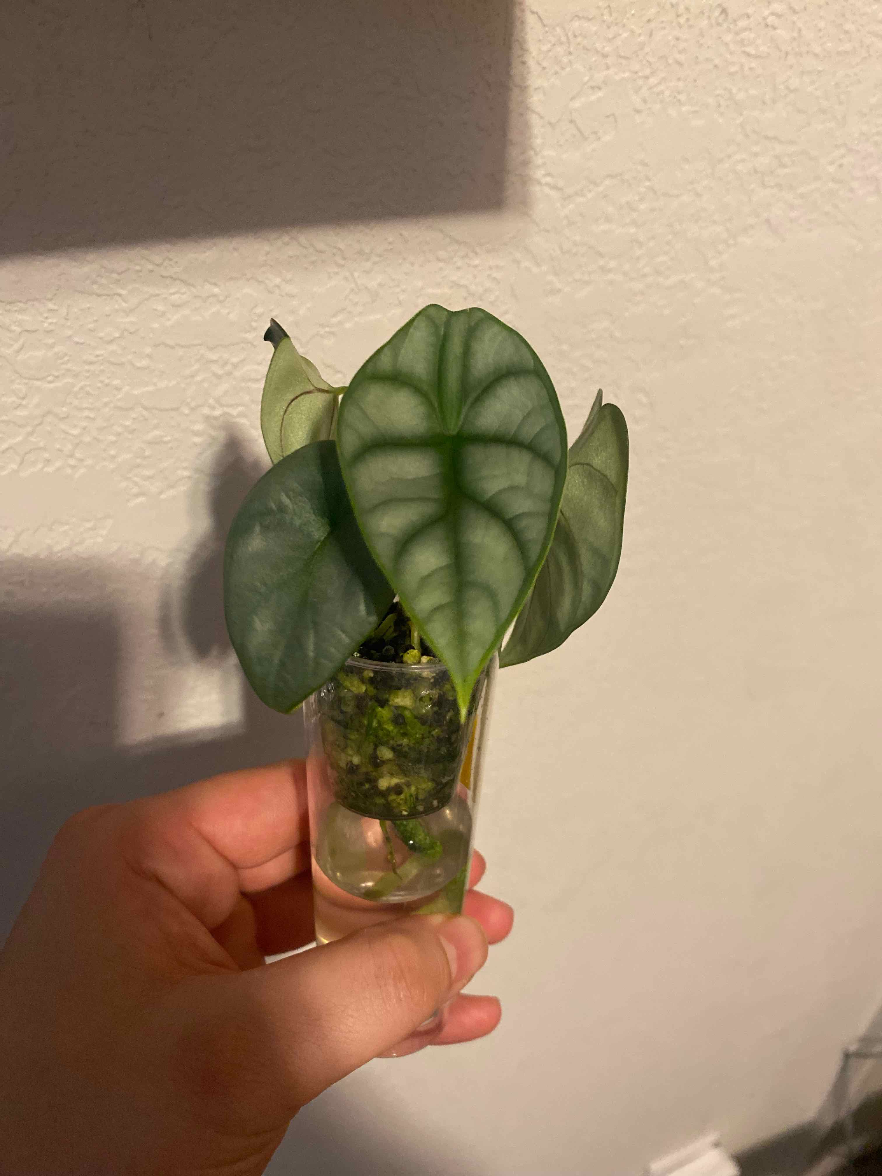 Photo of the plant species Alocasia Dragon Scale by @SturdyGardenia named Drag on Greg, the plant care app