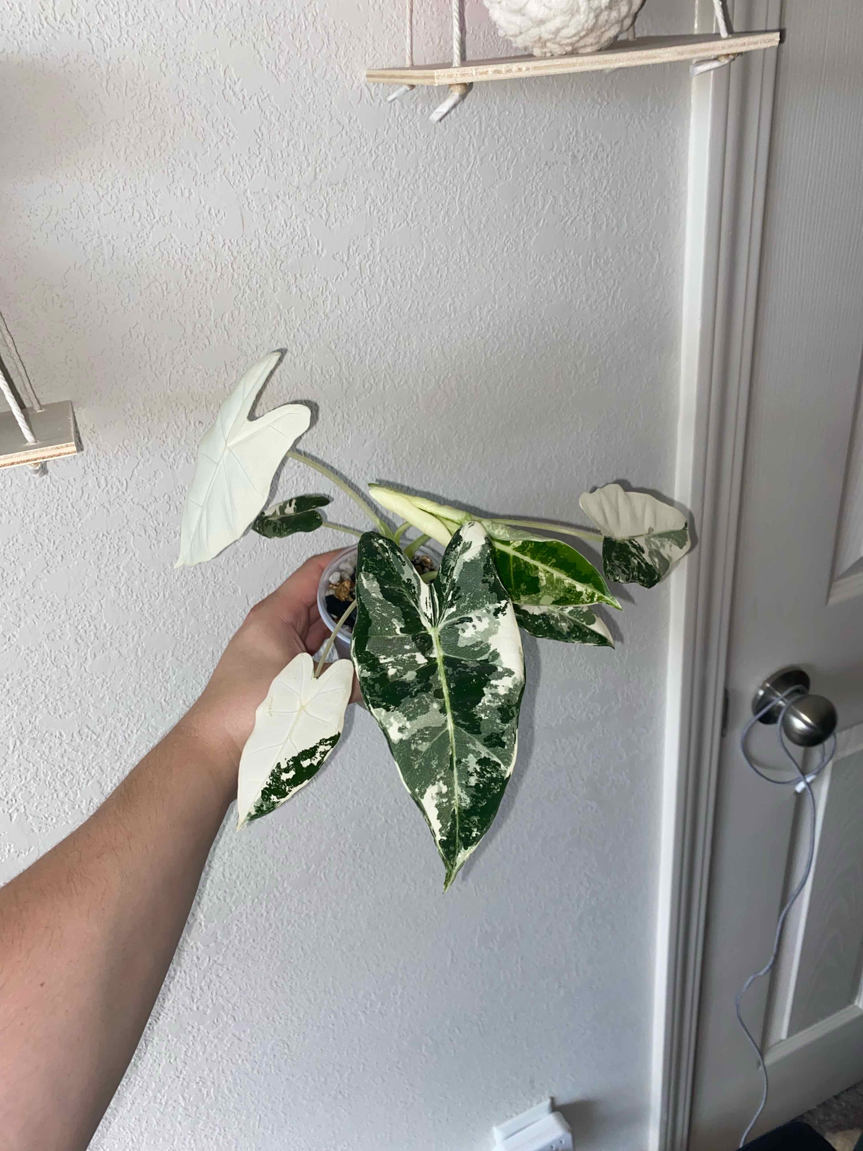 Photo of the plant species Alocasia Frydek by @SturdyGardenia named Fries on Greg, the plant care app
