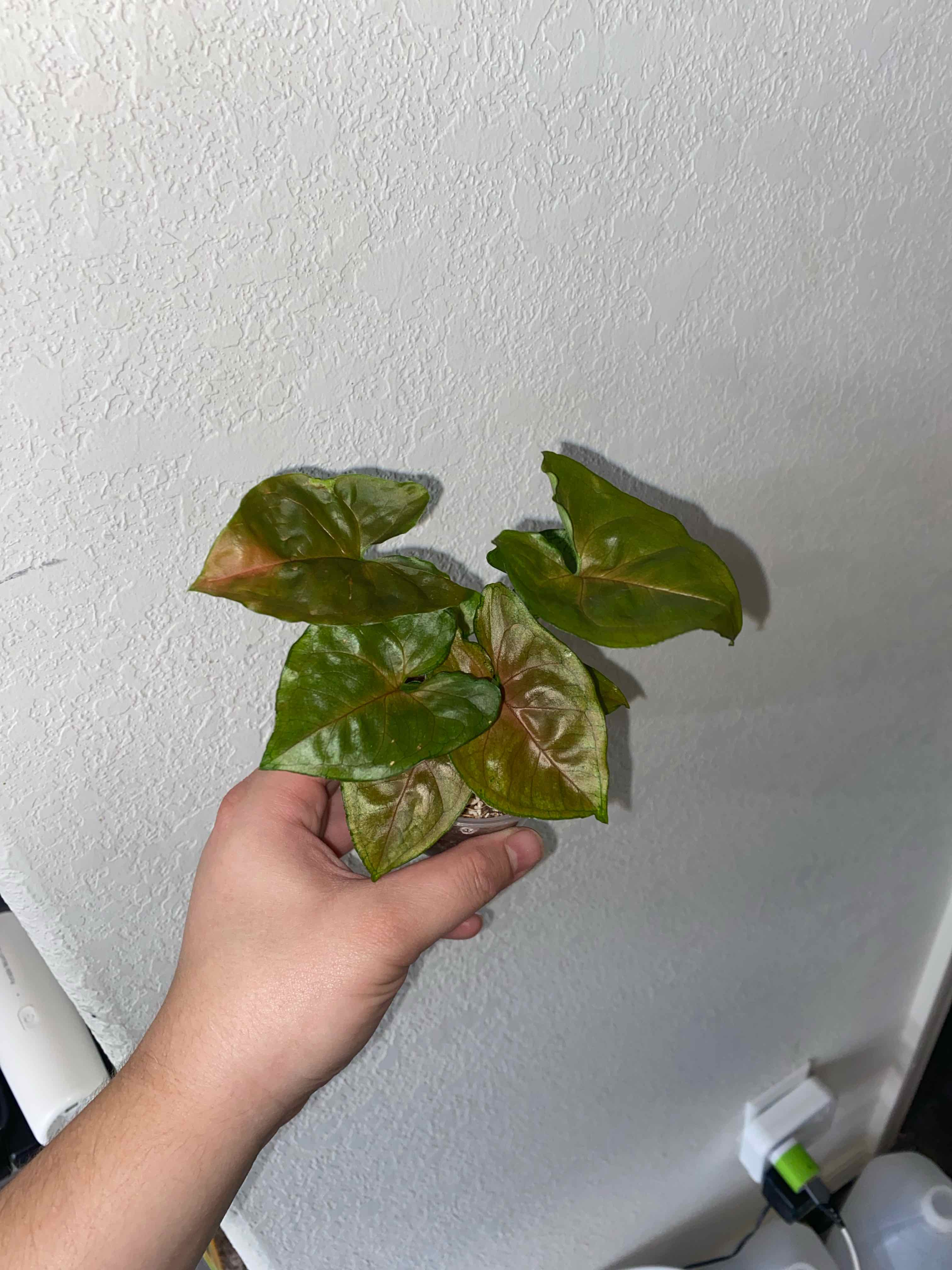 Photo of the plant species Syngonium 'Maria Allusion' by @SturdyGardenia named Maria on Greg, the plant care app
