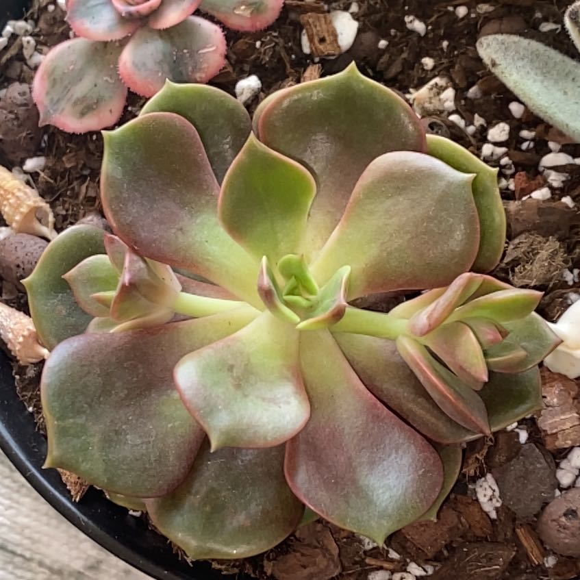 Photo of the plant species Echeveria 'Mont Blanc' by @SturdyGardenia named HD on Greg, the plant care app