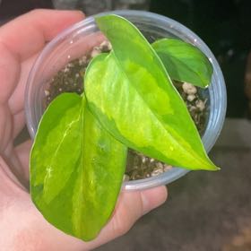Photo of the plant species Global Green Pothos by @SturdyGardenia named GG on Greg, the plant care app