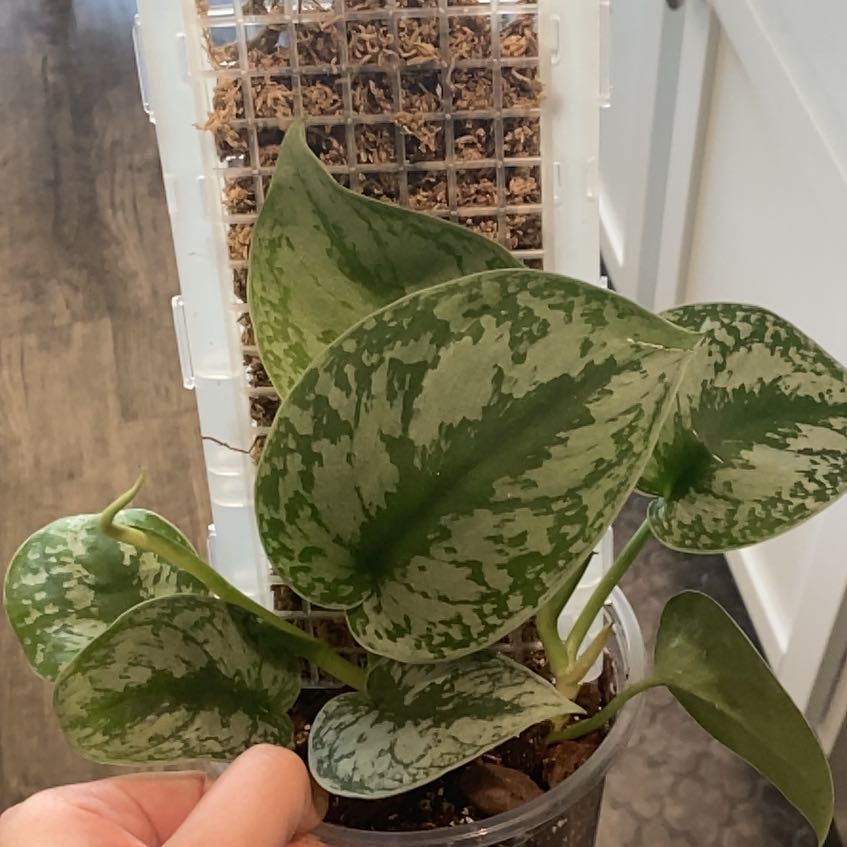 Photo of the plant species Scindapsus Exotica by @SturdyGardenia named X on Greg, the plant care app