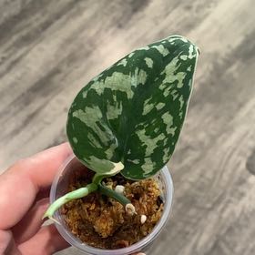 Photo of the plant species Variegated Scindapsus Mayari by @SturdyGardenia named Maya on Greg, the plant care app