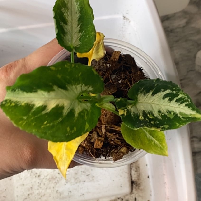 Photo of the plant species Arrowhead Vine by @SturdyGardenia named Eggs on Greg, the plant care app