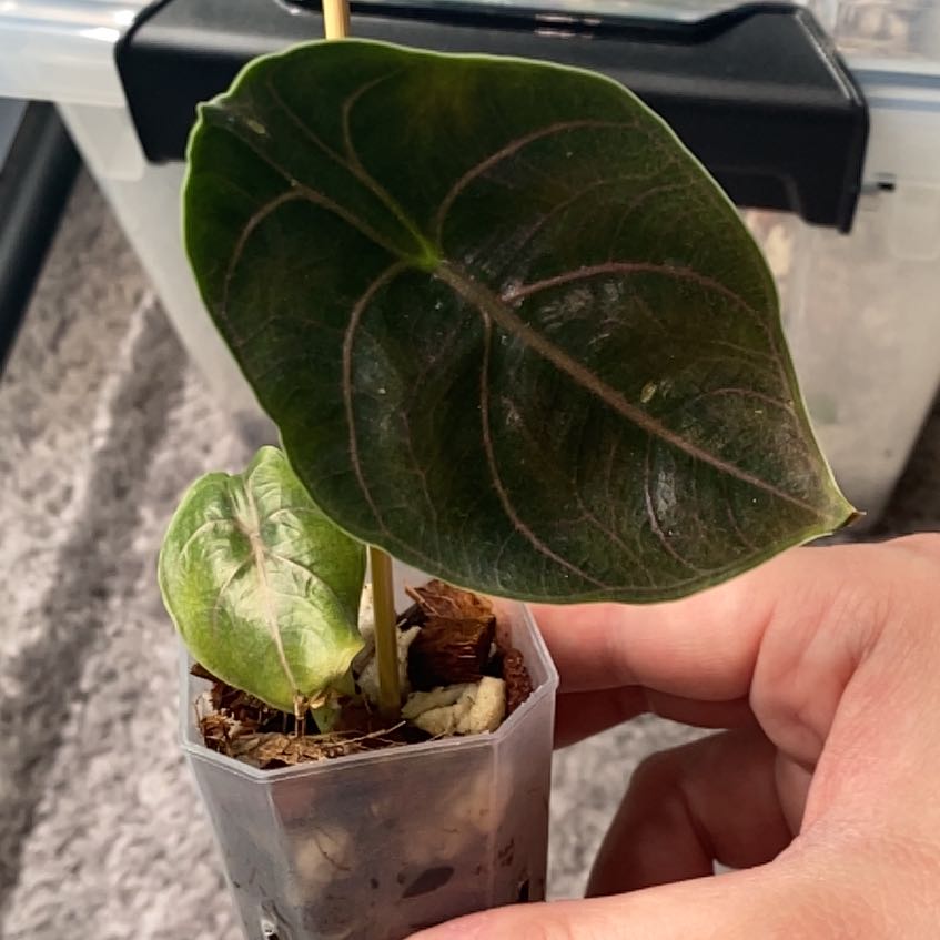Photo of the plant species Alocasia Azlanii by @SturdyGardenia named Azz on Greg, the plant care app