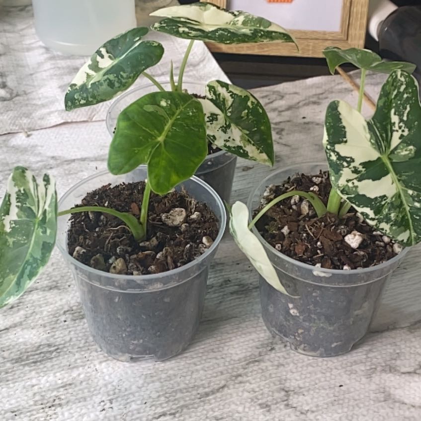 Photo of the plant species Variegated Alocasia frydek by @SturdyGardenia named Fries on Greg, the plant care app