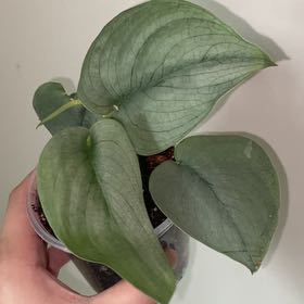 Photo of the plant species Scindapsus pictus 'Silver Hero' by @SturdyGardenia named Hero on Greg, the plant care app
