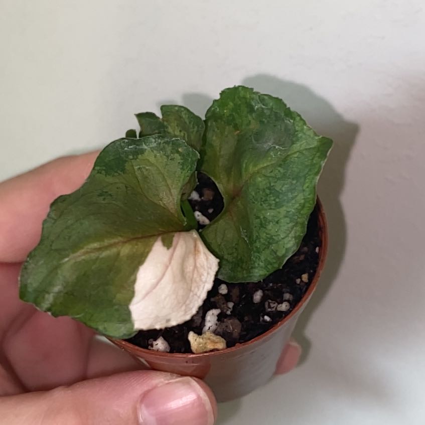 Photo of the plant species Syngonium Strawberry Ice by @SturdyGardenia named Ice on Greg, the plant care app