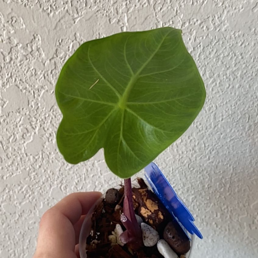 Photo of the plant species Alocasia Dragon by @SturdyGardenia named Rojo on Greg, the plant care app