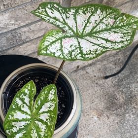 Photo of the plant species Caladium White Wonder by @SturdyGardenia named Blanco on Greg, the plant care app