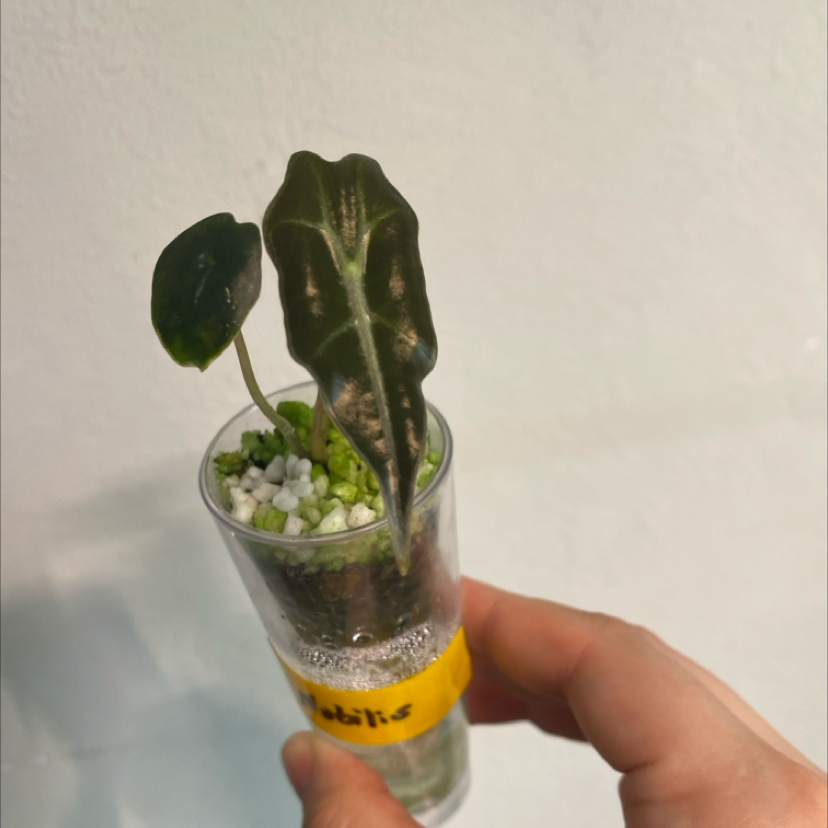 Photo of the plant species Nobilis Alocasia by @SturdyGardenia named Bili on Greg, the plant care app