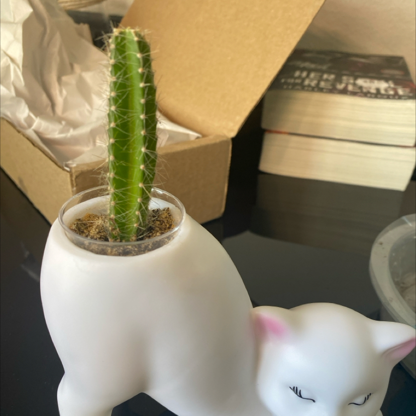 Photo of the plant species Assorted Pilosocereus by @SturdyGardenia named Zion on Greg, the plant care app