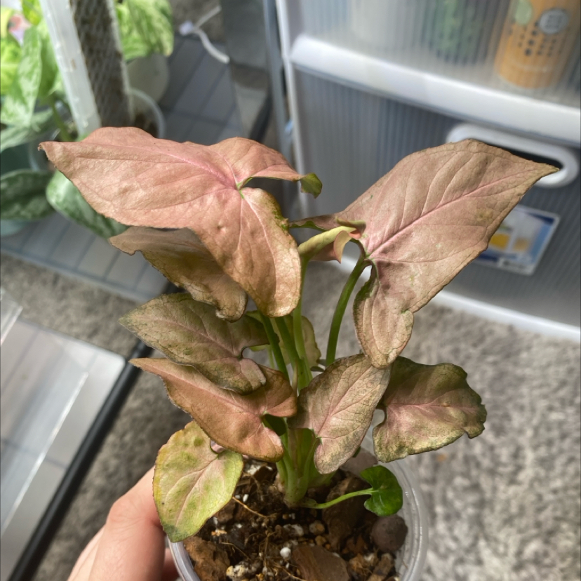 Photo of the plant species Pink Splash Arrowhead Vine by @SturdyGardenia named Sahara on Greg, the plant care app