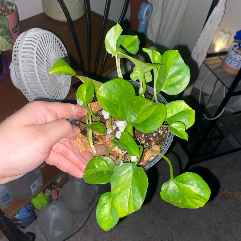Photo of the plant species Global Green Pothos by @SturdyGardenia named GG on Greg, the plant care app