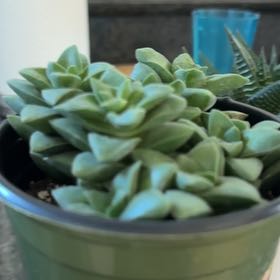 Photo of the plant species Coppertone Stonecrop by @LegitDewberry76 named . on Greg, the plant care app