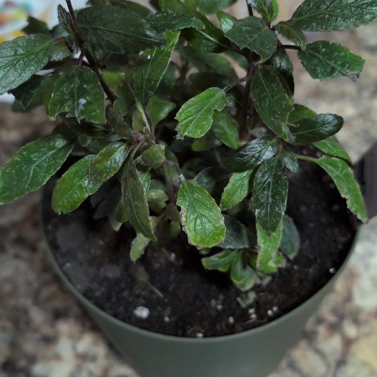 Photo of the plant species Purple Waffle Plant by @philoqueen5457 named Bilby on Greg, the plant care app