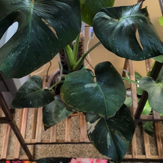 Photo of the plant species Monsterra Thai Constellation by @philoqueen5457 named Celeste on Greg, the plant care app