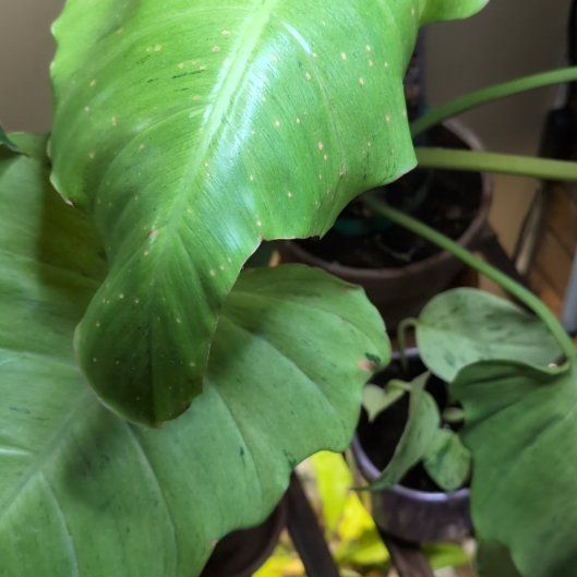 Photo of the plant species philodendron by @philoqueen5457 named Tundra on Greg, the plant care app