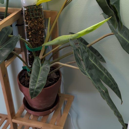 Photo of the plant species Philodendron 'Black Billietae' by @philoqueen5457 named String Bean on Greg, the plant care app