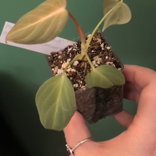 Photo of the plant species Philodendron 'Glorius' by @philoqueen5457 named Glorious Panda on Greg, the plant care app