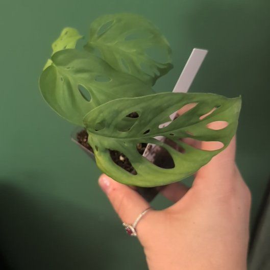 Photo of the plant species Philodendron Esqueleto by @philoqueen5457 named Hector on Greg, the plant care app