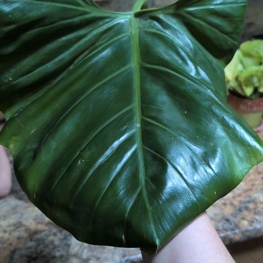 Photo of the plant species Philodendron subincisum by @philoqueen5457 named Maya on Greg, the plant care app