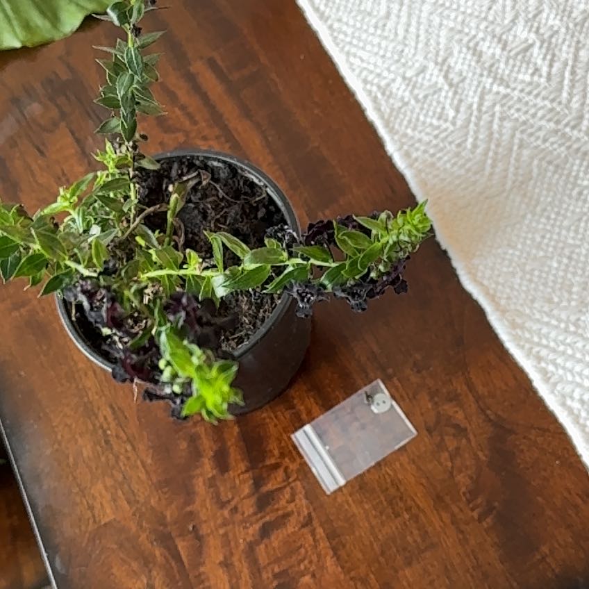 Photo of the plant species Angelonia by @WinWaxvine78 named Oscar on Greg, the plant care app