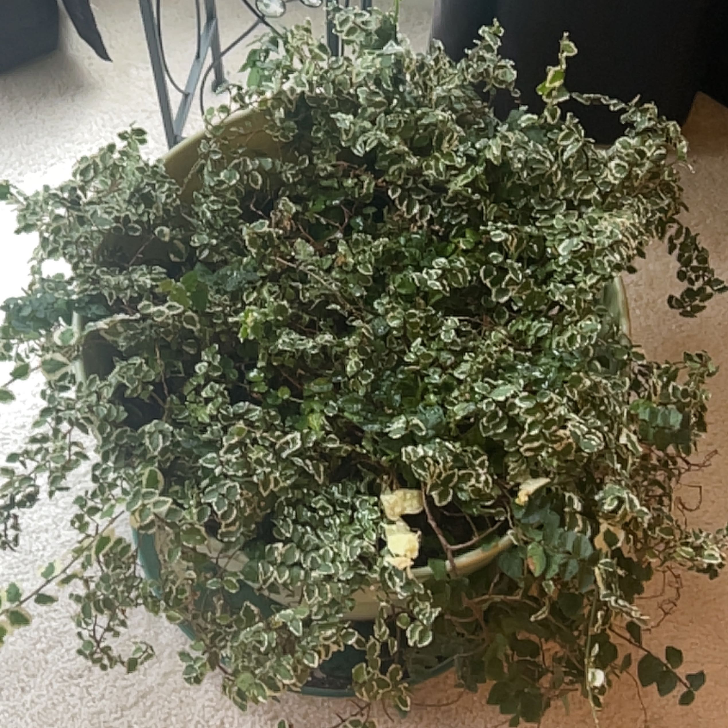 Large, lush creeping fig plant with variegated leaves hanging from a pot. Some slight yellowing, but overall very healthy.