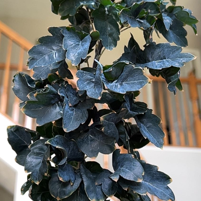 Fabian Aralia plant with dark green, serrated leaves indoors near a staircase.