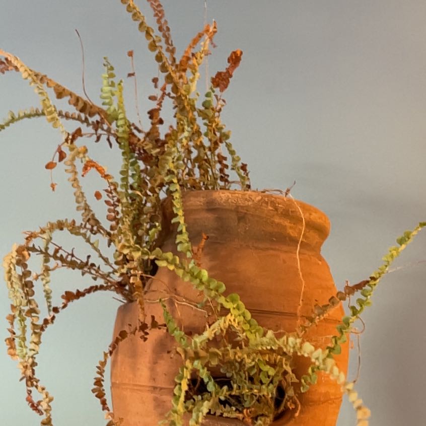 Close-up of healthy erect sword fern in terracotta pot with lush green fronds and slight browning on tips, well-framed and in focus.