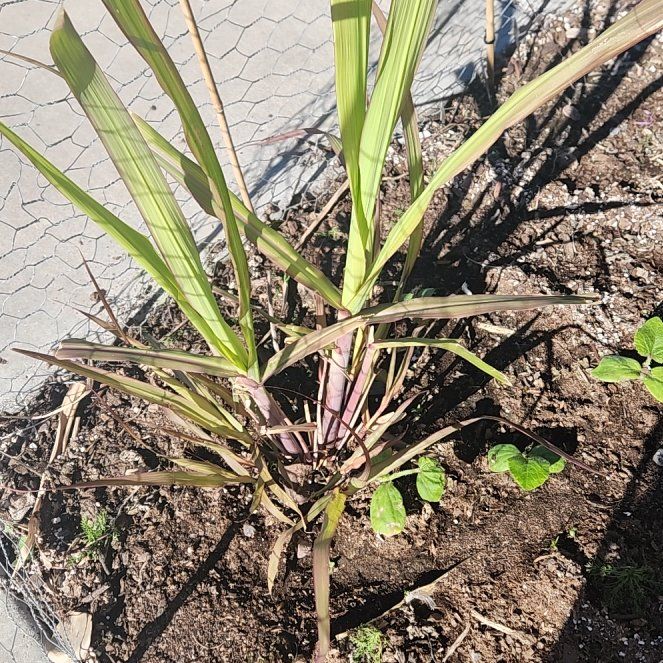 Photo of the plant species Sugar Cane by @MagicalCowpea65 named Naomi on Greg, the plant care app